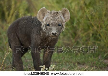 Stock Photo - "Spotted Hyena or Laughing Hyena (Crocuta crocuta) cub, Serengeti, Tanzania, Africa". Fotosearch