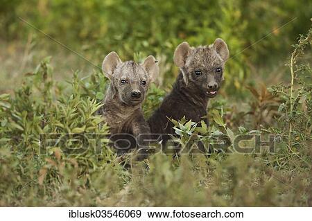 Stock Photo - "Spotted Hyena or Laughing Hyena (Crocuta crocuta) two cubs, Serengeti, Tanzania, Africa". Fotosearch