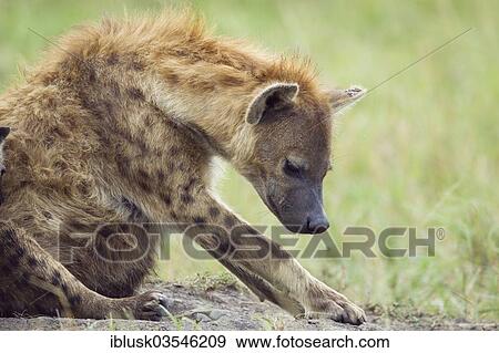 Stock Photo - "Spotted Hyena or Laughing Hyena (Crocuta crocuta), Massai Mara, Serengeti, Rift Valley province, Kenya, Africa". Fotosearch