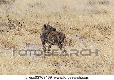 "Spotted Hyena or Laughing Hyena (Crocuta crocuta), Etosha National Park, Namibia, Africa" View Large Photo Image Stock Photo - "Spotted Hyena or Laughing Hyena (Crocuta crocuta), Etosha National Park, Namibia, Africa". Fotosearch