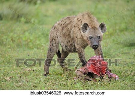 "Spotted Hyena or Laughing Hyena (Crocuta crocuta) with carrion, Serengeti, Tanzania, Africa" View Large Photo Image Stock Photograph - "Spotted Hyena or Laughing Hyena (Crocuta crocuta) with carrion, Serengeti, Tanzania, Africa". Fotosearch