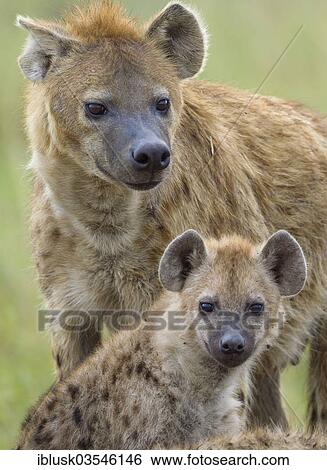 Stock Photograph - "Spotted Hyena or Laughing Hyena (Crocuta crocuta) adult with cub, Massai Mara, Serengeti, Rift Valley province, Kenya, Africa". Fotosearch