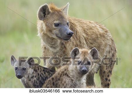 "Spotted Hyena or Laughing Hyena (Crocuta crocuta) adult with cubs, Massai Mara, Serengeti, Rift Valley province, Kenya, Africa" View Large Photo Image Stock Photograph - "Spotted Hyena or Laughing Hyena (Crocuta crocuta) adult with cubs, Massai Mara, Serengeti, Rift Valley province, Kenya, Africa". Fotosearch