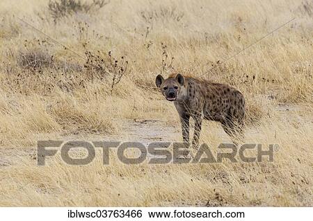 "Spotted Hyena or Laughing Hyena (Crocuta crocuta), Etosha National Park, Namibia, Africa" View Large Photo Image Stock Photograph - "Spotted Hyena or Laughing Hyena (Crocuta crocuta), Etosha National Park, Namibia, Africa". Fotosearch