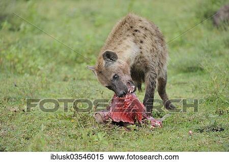 "Spotted Hyena or Laughing Hyena (Crocuta crocuta) with carrion, Serengeti, Tanzania, Africa" View Large Photo Image Stock Photography - "Spotted Hyena or Laughing Hyena (Crocuta crocuta) with carrion, Serengeti, Tanzania, Africa". Fotosearch