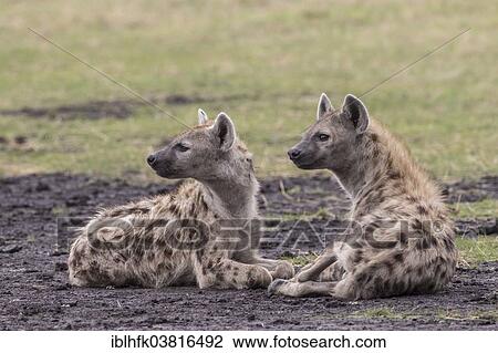 "Spotted Hyenas (Crocuta crocuta), Liuwa Plain National Park, Western Province, Zambia, Africa" View Large Photo Image Stock Image - "Spotted Hyenas (Crocuta crocuta), Liuwa Plain National Park, Western Province, Zambia, Africa". Fotosearch