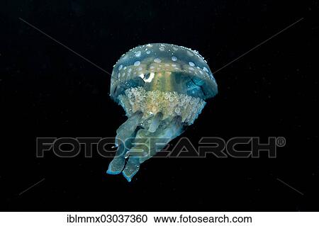 "Spotted Jelly or Lagoon Jelly (Mastigias papua), Balnek, -, Busuanga Island, Calamian Islands, Palawan, Mimaropa, Philippines, Asia" View Large Photo Image Stock Image - "Spotted Jelly or Lagoon Jelly (Mastigias papua), Balnek, -, Busuanga Island, Calamian Islands, Palawan, Mimaropa, Philippines, Asia". Fotosearch