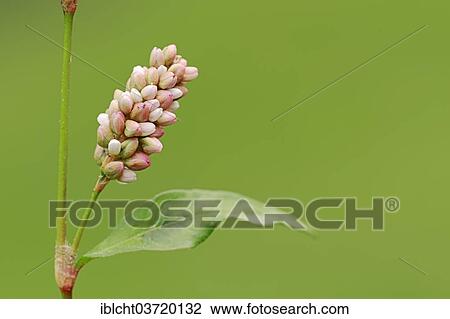 "Spotted Lady's Thumb, Jesusplant or Redshank (Persicaria maculosa, persicaria Polygonum, Persicaria maculata), inflorescence and leaf, North Rhine-Westphalia, Germany, Europe" View Large Photo Image Stock Image - "Spotted Lady's Thumb, Jesusplant or Redshank (Persicaria maculosa, persicaria Polygonum, Persicaria maculata), inflorescence and leaf, North Rhine-Westphalia, Germany, Europe". Fotosearch