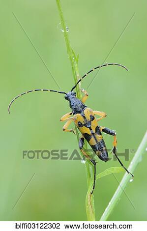 Stock Image - "Spotted Longhorn beetle (Rutpela maculata), on a stem, Valle Verzasca, Kanton Tessin, Switzerland, Europe". Fotosearch