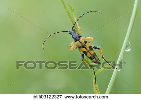 "Spotted Longhorn beetle (Rutpela maculata), on a stem, Valle Verzasca, Kanton Tessin, Switzerland, Europe" View Large Photo Image Stock Photo - "Spotted Longhorn beetle (Rutpela maculata), on a stem, Valle Verzasca, Kanton Tessin, Switzerland, Europe". Fotosearch