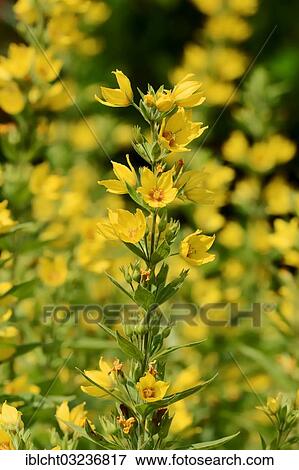 "Spotted Loosestrife (Lysimachia punctata), North Rhine-Westphalia, Germany, Europe" View Large Photo Image Stock Photo - "Spotted Loosestrife (Lysimachia punctata), North Rhine-Westphalia, Germany, Europe". Fotosearch