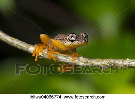 "Spotted Madagascar Reed Frog (Heterixalus punctatus), Maroantsetra, northeastern Madagascar, Madagascar, Africa" View Large Photo Image Picture - "Spotted Madagascar Reed Frog (Heterixalus punctatus), Maroantsetra, northeastern Madagascar, Madagascar, Africa". Fotosearch