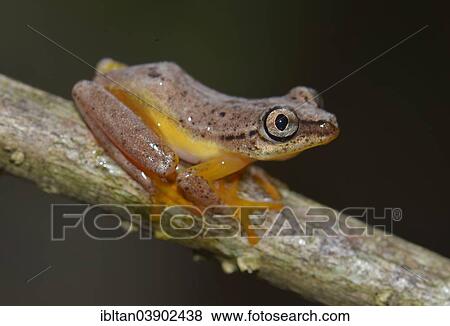 Stock Photo - "Spotted Madagascar Reed Frog (Heterixalus Punctatus), nocturnal frog, Madagascar, Africa". Fotosearch