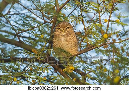 Stock Image - "Spotted Owlet (Athene brama), Keoladeo National Park, Rajasthan, India, Asia". Fotosearch