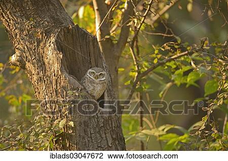 "Spotted Owlet (Athene brama) staring from nest in a tree, Ranthambore national park, Rajasthan, India, Asia" View Large Photo Image Stock Image - "Spotted Owlet (Athene brama) staring from nest in a tree, Ranthambore national park, Rajasthan, India, Asia". Fotosearch