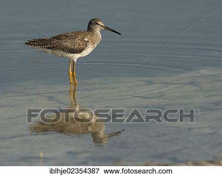 "Spotted Redshank (Tringa erythropus), Lesbos, Greece, Europe" View Large Photo Image Stock Photo - "Spotted Redshank (Tringa erythropus), Lesbos, Greece, Europe". Fotosearch