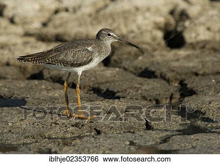 "Spotted Redshank (Tringa erythropus), Greece, Europe" View Large Photo Image Stock Photograph - "Spotted Redshank (Tringa erythropus), Greece, Europe". Fotosearch
