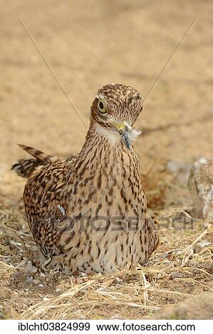 Stock Photo - "Spotted Thick-knee (Burhinus capensis), sitting on eggs, on the nest, native to Africa, captive, Germany, Europe". Fotosearch