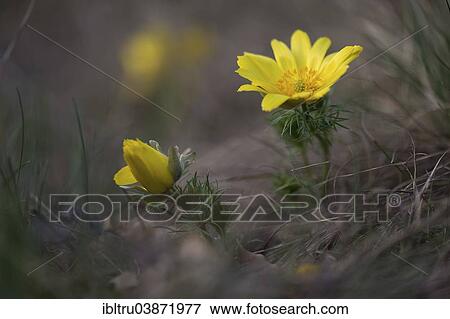 "Spring Adonis or Pheasant's Eye (Adonis vernalis), Burgenland, Austria, Europe" View Large Photo Image Stock Photo - "Spring Adonis or Pheasant's Eye (Adonis vernalis), Burgenland, Austria, Europe". Fotosearch