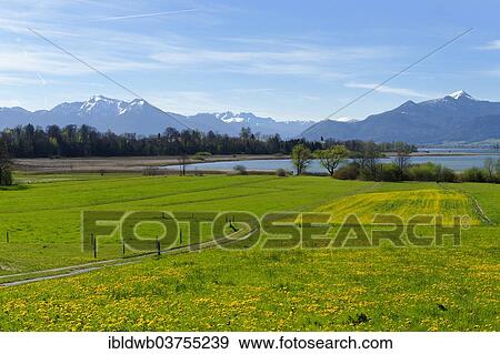 "Spring at Lake Chiemsee Schafwaschener Bucht bay off Mt. Hochgern, Kaiser Mountains, Hochplatte, Kampenwandbahn, Hochries, Wendelstein, Chiemgau, Upper Bavaria, Bavaria, Germany, Europe" View Large Photo Image Stock Photo - "Spring at Lake Chiemsee Schafwaschener Bucht bay off Mt. Hochgern, Kaiser Mountains, Hochplatte, Kampenwandbahn, Hochries, Wendelstein, Chiemgau, Upper Bavaria, Bavaria, Germany, Europe". Fotosearch