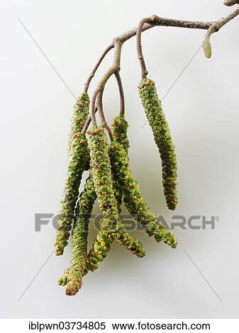 Spring catkins View Large Photo Image Stock Photography - Spring catkins. Fotosearch