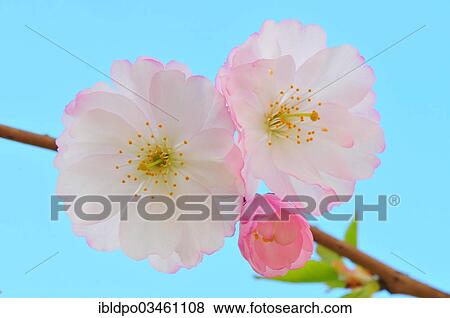 Stock Photo - "Spring Cherry blossoms (Prunus x subhirtella), Ile-de-France, France, Europe". Fotosearch