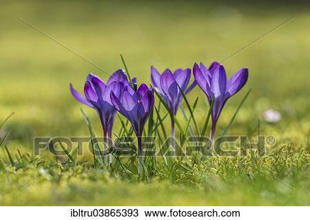 "Spring crocuses (Crocus vernus), Upper Austria, Austria, Europe" View Large Photo Image Stock Image - "Spring crocuses (Crocus vernus), Upper Austria, Austria, Europe". Fotosearch