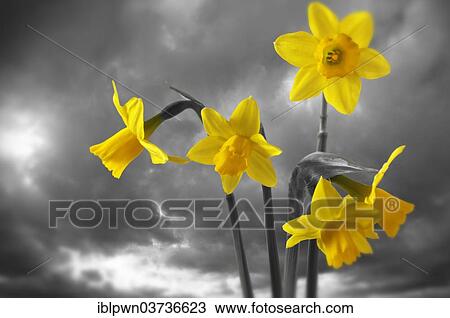 Spring daffodils flowering View Large Photo Image Stock Image - Spring daffodils flowering. Fotosearch
