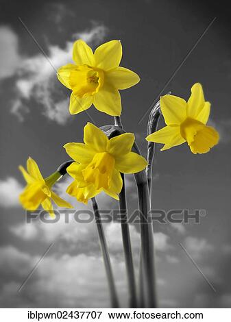Spring Daffodils (Narcissus) flowering View Large Photo Image Stock Photo - Spring Daffodils (Narcissus) flowering. Fotosearch