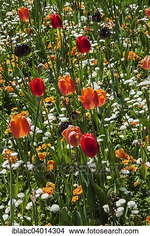 Spring flowers and tulips (Tulipa) in a flower bed View Large Photo Image Picture - Spring flowers and tulips (Tulipa) in a flower bed. Fotosearch