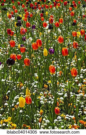 Spring flowers and tulips (Tulipa) in a flower bed View Large Photo Image Stock Photography - Spring flowers and tulips (Tulipa) in a flower bed. Fotosearch