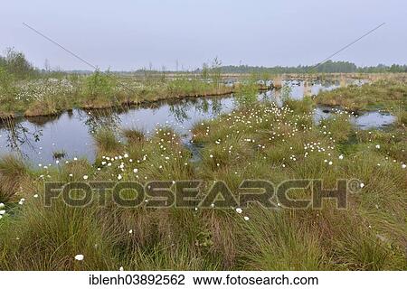 "Spring morning in the Hahnenmoor nature reserve, Emsland, Lower Saxony, Germany, Europe" View Large Photo Image Stock Image - "Spring morning in the Hahnenmoor nature reserve, Emsland, Lower Saxony, Germany, Europe". Fotosearch