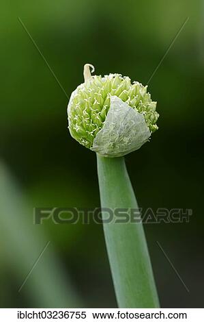 "Spring onion, Green onion, Welsh onion or Japanese bunching onion (Allium fistulosum), flower bud, Bergkamen, North Rhine-Westphalia, Germany, Europe" View Large Photo Image Stock Photography - "Spring onion, Green onion, Welsh onion or Japanese bunching onion (Allium fistulosum), flower bud, Bergkamen, North Rhine-Westphalia, Germany, Europe". Fotosearch