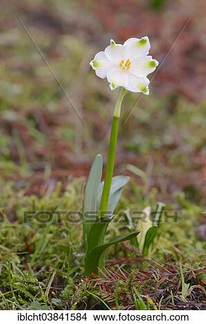 "Spring Snowflake (Leucojum vernum), North Rhine-Westphalia, Germany, Europe" View Large Photo Image Picture - "Spring Snowflake (Leucojum vernum), North Rhine-Westphalia, Germany, Europe". Fotosearch