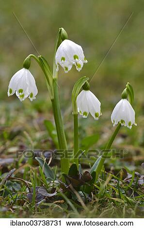 "Spring Snowflake (Leucojum vernum), Tyrol, Austria, Europe" View Large Photo Image Stock Image - "Spring Snowflake (Leucojum vernum), Tyrol, Austria, Europe". Fotosearch