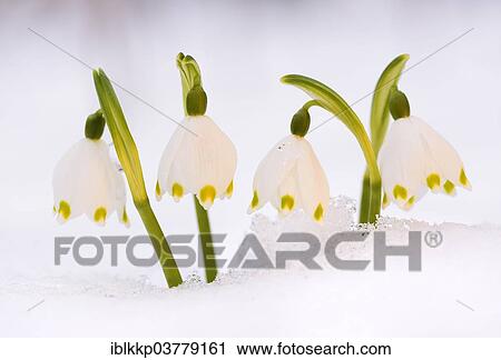 "Spring Snowflake (Leucojum vernum), flowers in the snow, Saxony, Germany, Europe" View Large Photo Image Stock Image - "Spring Snowflake (Leucojum vernum), flowers in the snow, Saxony, Germany, Europe". Fotosearch