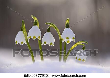 "Spring Snowflake (Leucojum vernum), flowers in the snow, Saxony, Germany, Europe" View Large Photo Image Stock Image - "Spring Snowflake (Leucojum vernum), flowers in the snow, Saxony, Germany, Europe". Fotosearch
