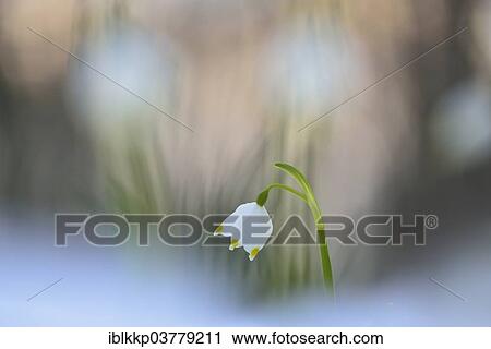 "Spring Snowflake (Leucojum vernum), flowers in the snow, Saxony, Germany, Europe" View Large Photo Image Stock Image - "Spring Snowflake (Leucojum vernum), flowers in the snow, Saxony, Germany, Europe". Fotosearch