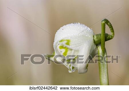 "Spring Snowflake (Leucojum vernum), Hesse, Germany, Europe" View Large Photo Image Stock Image - "Spring Snowflake (Leucojum vernum), Hesse, Germany, Europe". Fotosearch