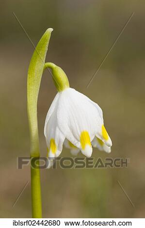 "Spring Snowflake (Leucojum vernum), Hesse, Germany, Europe" View Large Photo Image Stock Image - "Spring Snowflake (Leucojum vernum), Hesse, Germany, Europe". Fotosearch