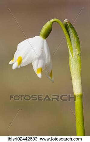 "Spring Snowflake (Leucojum vernum), Hesse, Germany, Europe" View Large Photo Image Stock Image - "Spring Snowflake (Leucojum vernum), Hesse, Germany, Europe". Fotosearch