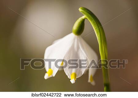 "Spring Snowflake (Leucojum vernum), Hesse, Germany, Europe" View Large Photo Image Stock Image - "Spring Snowflake (Leucojum vernum), Hesse, Germany, Europe". Fotosearch