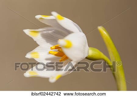 "Spring Snowflake (Leucojum vernum), Hesse, Germany, Europe" View Large Photo Image Stock Image - "Spring Snowflake (Leucojum vernum), Hesse, Germany, Europe". Fotosearch
