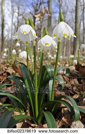 "Spring snowflake (Leucojum vernum), Thuringia, Germany, Europe" View Large Photo Image Stock Photo - "Spring snowflake (Leucojum vernum), Thuringia, Germany, Europe". Fotosearch