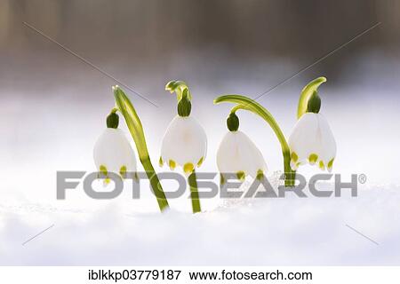 Stock Photo - "Spring Snowflake (Leucojum vernum), flowers in the snow, Saxony, Germany, Europe". Fotosearch
