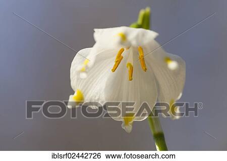 "Spring Snowflake (Leucojum vernum), Hesse, Germany, Europe" View Large Photo Image Stock Photograph - "Spring Snowflake (Leucojum vernum), Hesse, Germany, Europe". Fotosearch