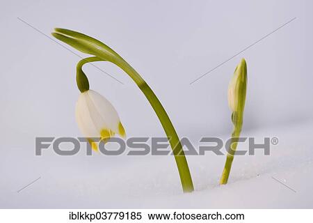 "Spring Snowflake (Leucojum vernum), flowers in the snow, Saxony, Germany, Europe" View Large Photo Image Stock Photography - "Spring Snowflake (Leucojum vernum), flowers in the snow, Saxony, Germany, Europe". Fotosearch