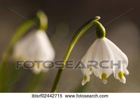 "Spring Snowflake (Leucojum vernum), Hesse, Germany, Europe" View Large Photo Image Stock Photography - "Spring Snowflake (Leucojum vernum), Hesse, Germany, Europe". Fotosearch