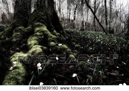 "Spring Snowflakes (Leucojum vernum) in the forest, Lautertal, Ehingen, Baden Wurttemberg, Germany, Europe" View Large Photo Image Stock Image - "Spring Snowflakes (Leucojum vernum) in the forest, Lautertal, Ehingen, Baden Wurttemberg, Germany, Europe". Fotosearch