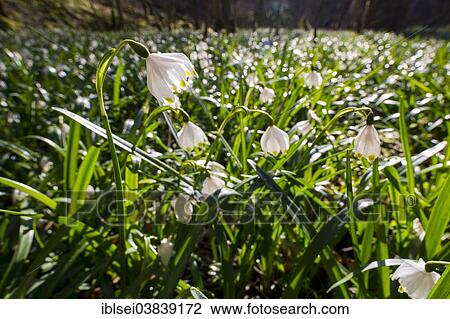 "Spring Snowflakes (Leucojum vernum) in the forest, Lautertal, Ehingen, Baden Wurttemberg, Germany, Europe" View Large Photo Image Stock Image - "Spring Snowflakes (Leucojum vernum) in the forest, Lautertal, Ehingen, Baden Wurttemberg, Germany, Europe". Fotosearch